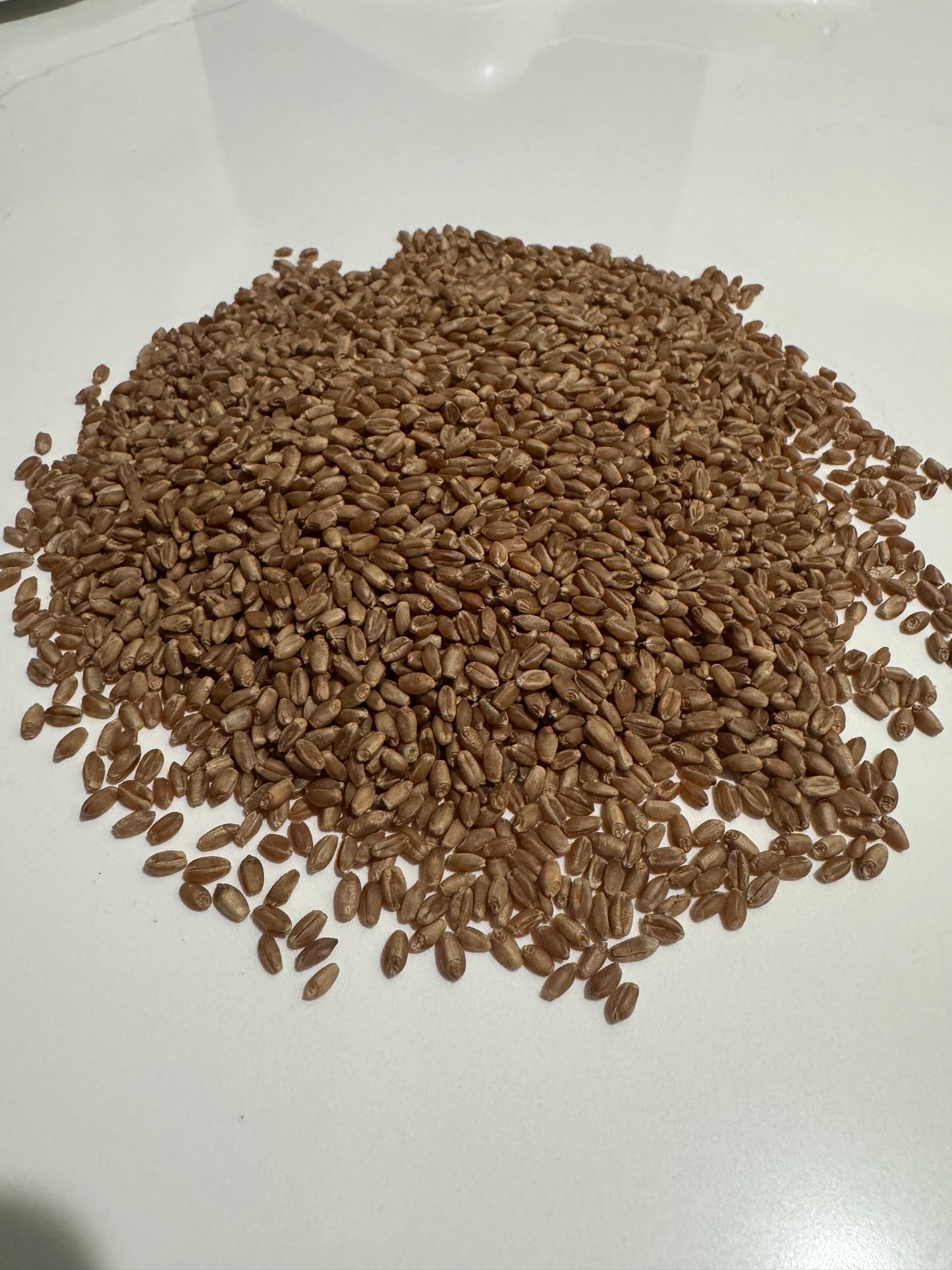 Hard Red Spring Wheat Berries