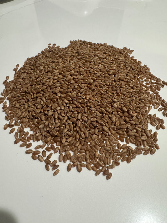 Hard Red Spring Wheat Berries