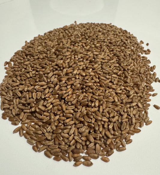 Hard Red Winter Wheat Berries
